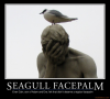 SEAGULL FACEPALM