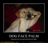 DOG FACEPALM