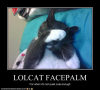 LOLCAT FACEPALM
